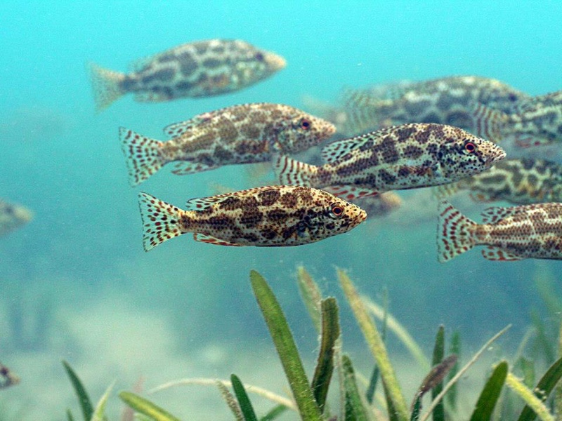 Nimbochromis polystigma